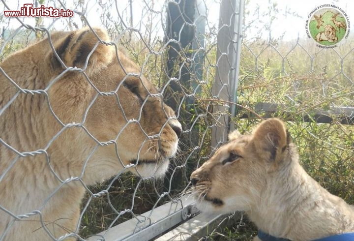 Immagine Leo e Sissi, anche due leoni sono stati recuperati dentro al centro di recupero del Monte Adone - © www.centrotutelafauna.org