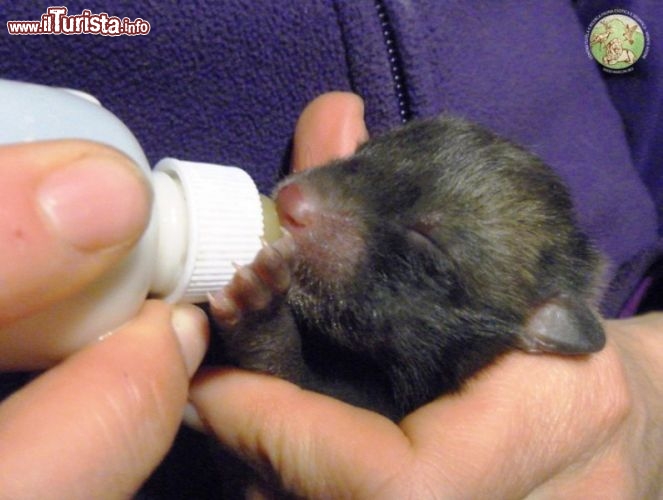 Immagine Un cucciolo di volpe (Nelson il suo nome) viene nutrito al centro di Monte Adone di Bologna - © www.centrotutelafauna.org