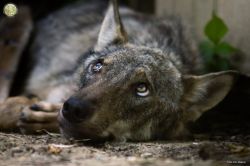 La famosa lupa Lilith durante il suo soggiorno al centro di Monte Adone Bologna. Purtroppo Lilith rimessa in libertà ha perso la vita, con il decesso causato probabilmente per la carica ...