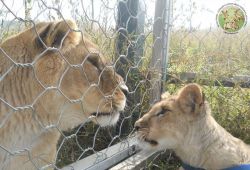 Leo e Sissi, anche due leoni sono stati recuperati dentro al centro di recupero del Monte Adone - © www.centrotutelafauna.org