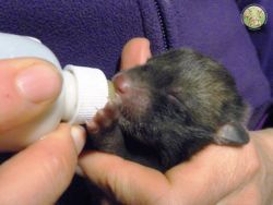 Un cucciolo di volpe (Nelson il suo nome) viene nutrito al centro di Monte Adone di Bologna - © www.centrotutelafauna.org