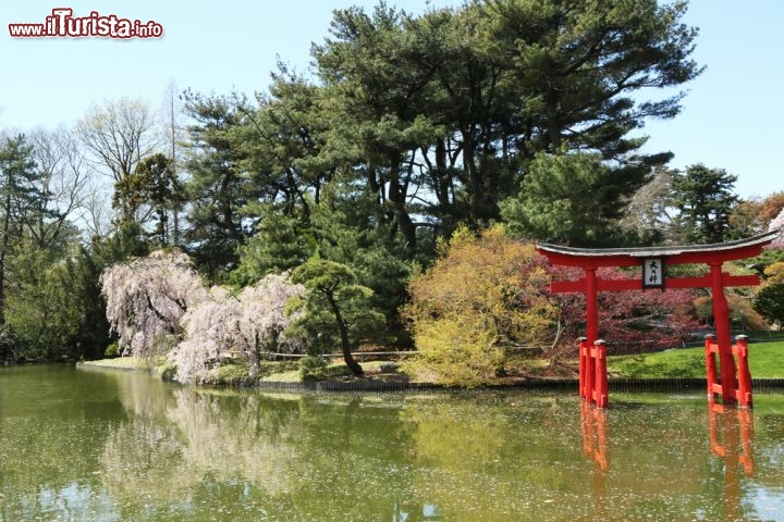 Immagine Giardino Giapponese, New York City: il settore "giapponese" del giardino botanico venne realizzato nel 1915 dall'architetto Takeo Shiota - Foto © Leonard Zhukovsky / Shutterstock.com