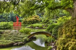 Bucolico giardino in stile giapponese, Brooklyn Botanic Garden: tra i ponticelli, la cascata e l'isola nel mezzo del laghetto ci si può rilassare dopo una giornata spesa tra le affollate ...