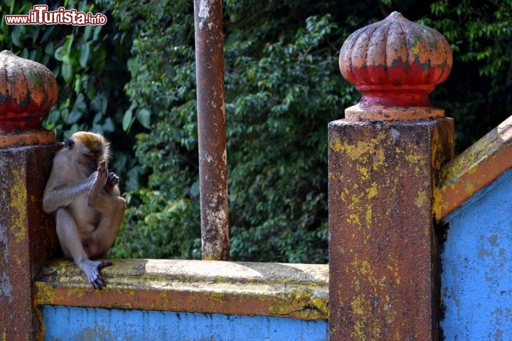 Immagine Scimmie, Batu Caves: lungo la scalinata che conduce alle Batu Caves, nella periferia di Kuala Lumpur, una folta colonia di macachi da il benvenuto a modo suo ai turisti. Le scimmie saltano da una parte all'altra ed afferrano tutto ciò che trovano, per cui occorre fare attenzione a non farsi rubare gli oggetti dalle mani...
