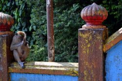 Scimmie, Batu Caves: lungo la scalinata che conduce alle Batu Caves, nella periferia di Kuala Lumpur, una folta colonia di macachi da il benvenuto a modo suo ai turisti. Le scimmie saltano da ...