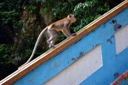 Le scimmie che vivono alle Batu Caves sono ormai abituate ai turisti, e per questo non perdono occasione per cercare di ottenere cibo o di afferrare qualunque cosa gli capiti a portata di mano. ...