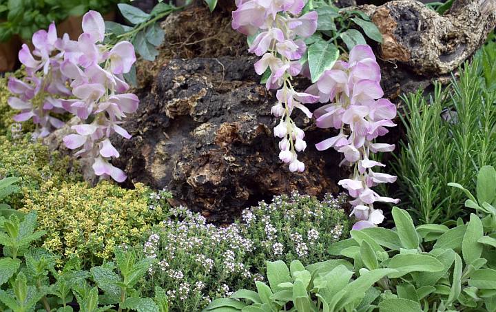 Aromatica. Profumi e sapori della Riviera Ligure Diano Marina