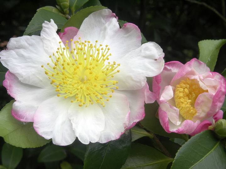 Mostra della camelia invernale Verbania