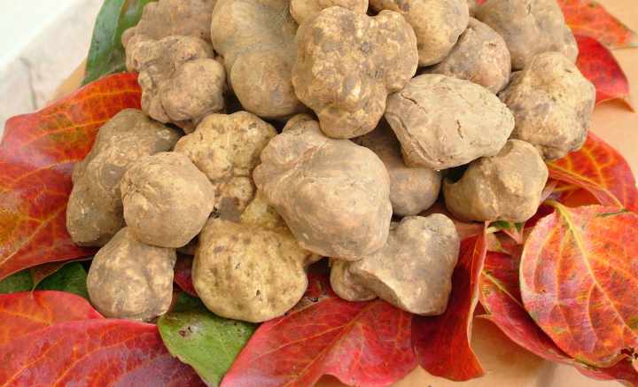 Fiera nazionale del tartufo bianco e nero pregiato Campoli Appennino