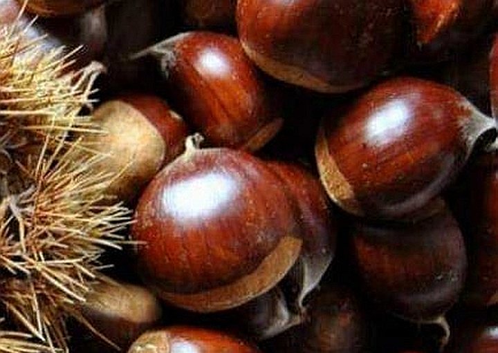 Sagra della Castagna e del Marrone Tipico Zocca