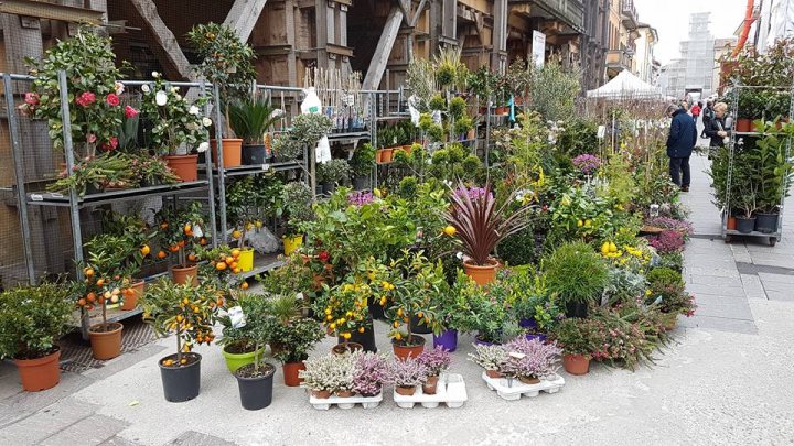 Festa dei Fiori Crevalcore