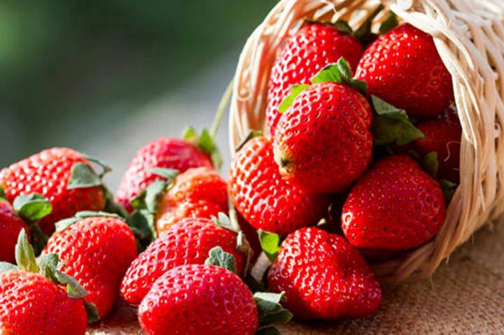 Festival della Fragola Terricciola