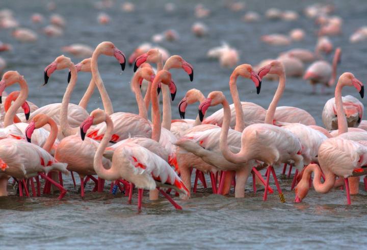 Fiera Internazionale del Birdwatching e del Turismo Naturalistico Comacchio