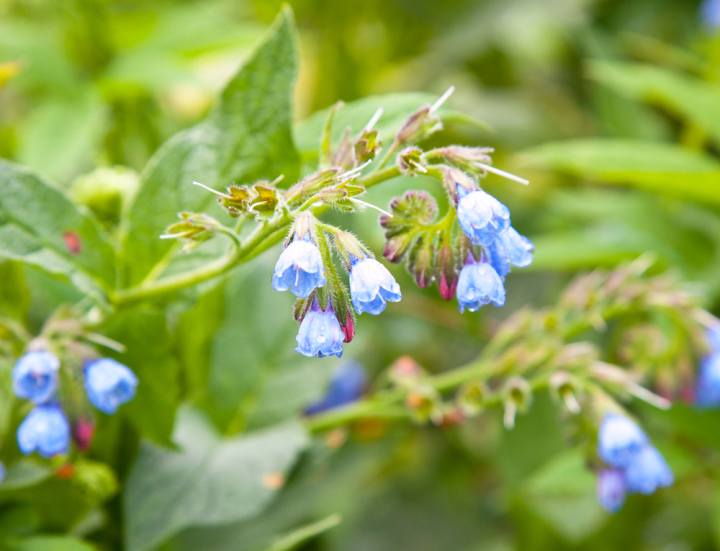 La Festa delle Erbe Officinali Sprea