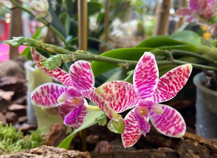 Garda Orchids Peschiera del Garda