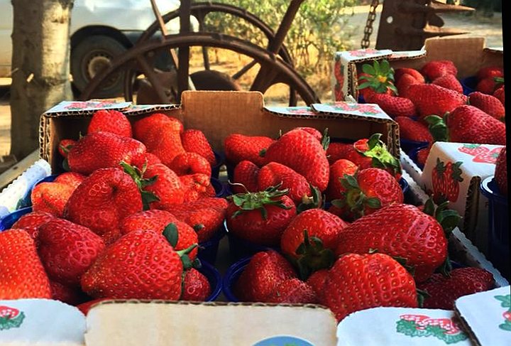 Sagra della Fragola Alghero