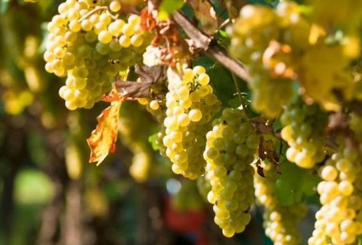 Sagra dell’Uva e del Vino Vezzano Ligure