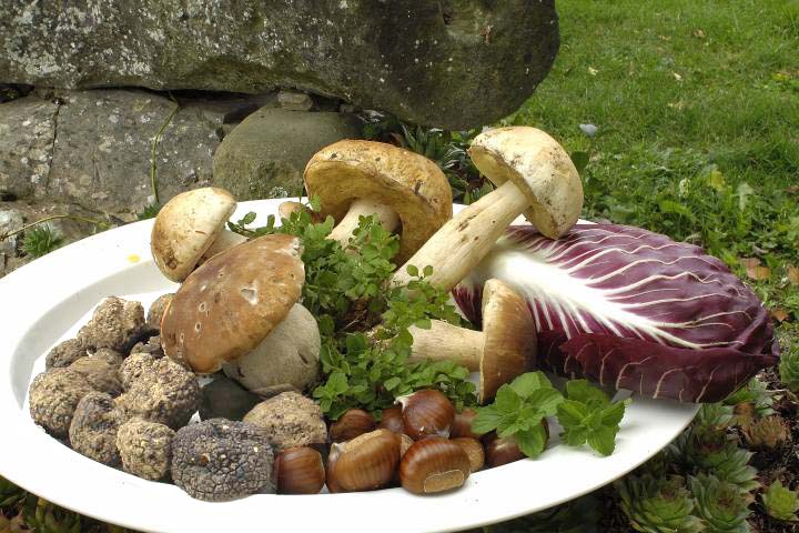 Sagra del tartufo bianco e del fungo Balconevisi