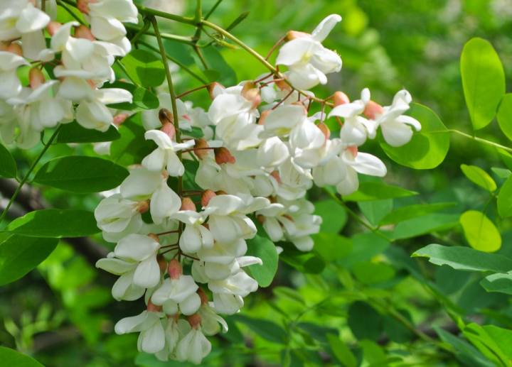 Festa della frittella di fiore di acacia Borgo Tossignano