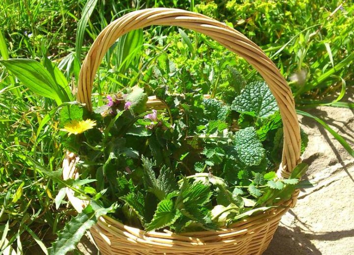 Selvaggia  Festa delle Erbe Spontanee, dei Fiori e delle Gemme Castelnuovo di Garfagnana