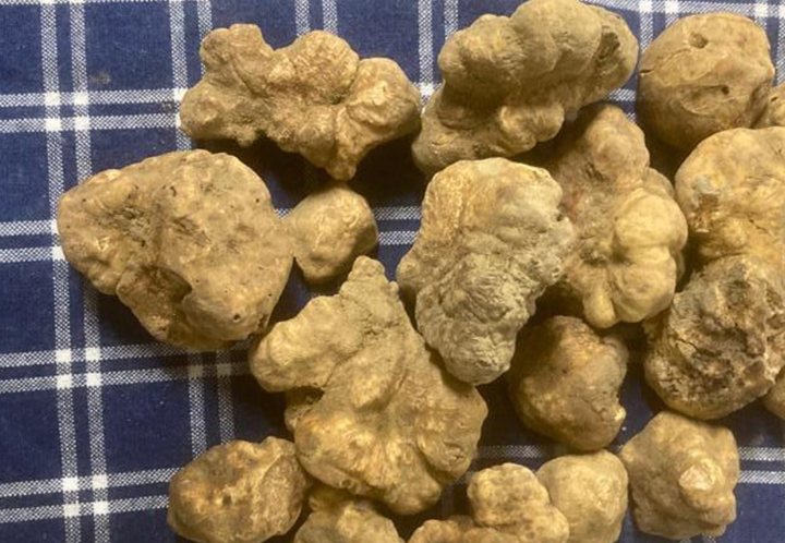 Fiera Nazionale del Tartufo Bianco Tarsobi Tartufi & Vino Trisobbio