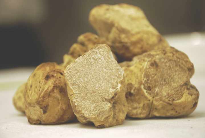 Mostra del Tartufo Bianco Pregiato delle Marche SantAngelo in Vado