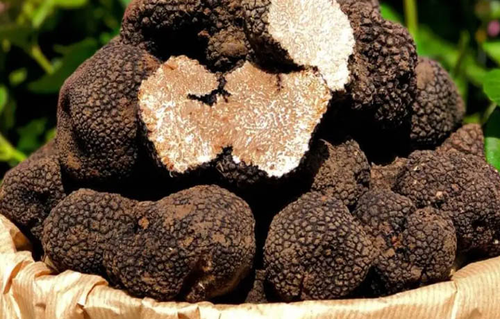 Fiera Regionale del Tartufo Nero Estivo Acqualagna