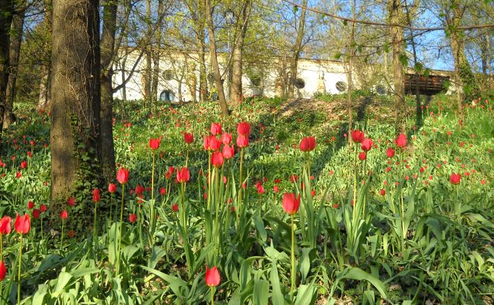 Tulipani a corte Govone