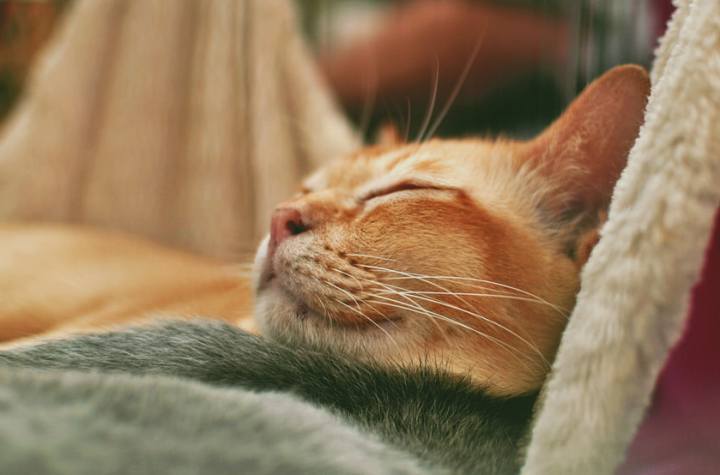 International Cat Show Milano Milano