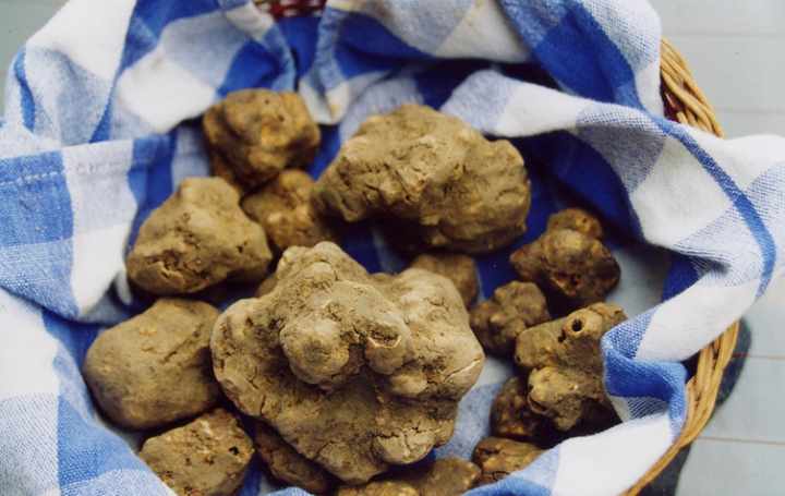 Mostra Mercato Nazionale del Tartufo Bianco San Miniato