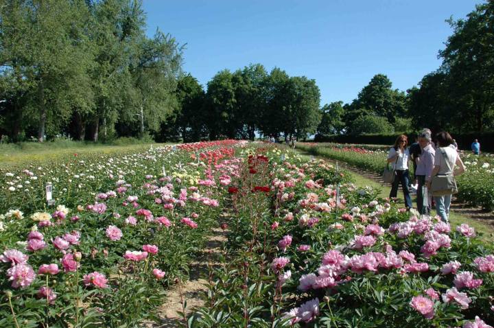 Peonie in Fiore Carmagnola