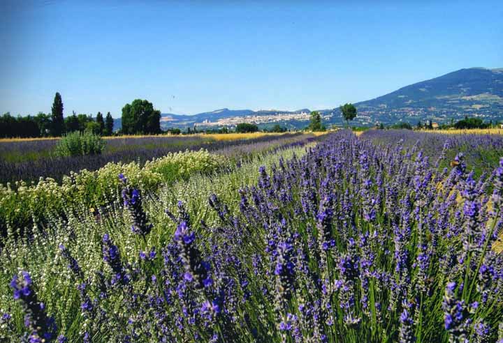 Festa della Lavanda Assisi