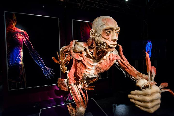 Human Bodies - The Exhibition Torino