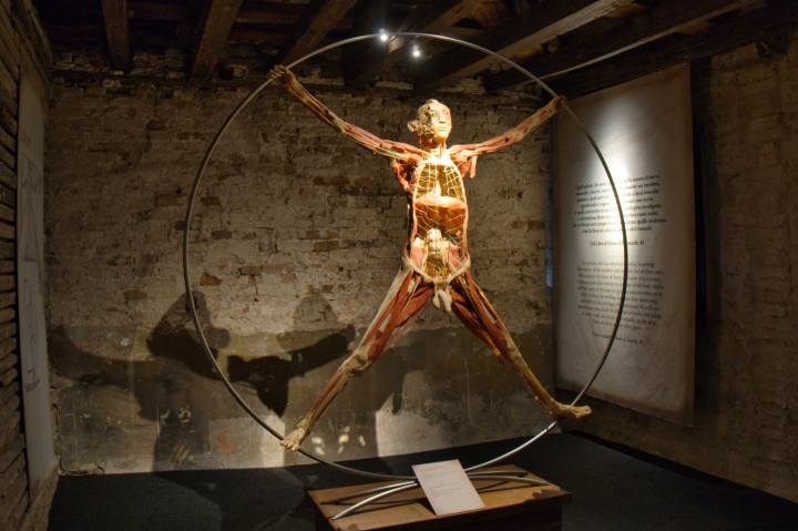 Authentic Human Bodies. Leonardo da Vinci Venezia