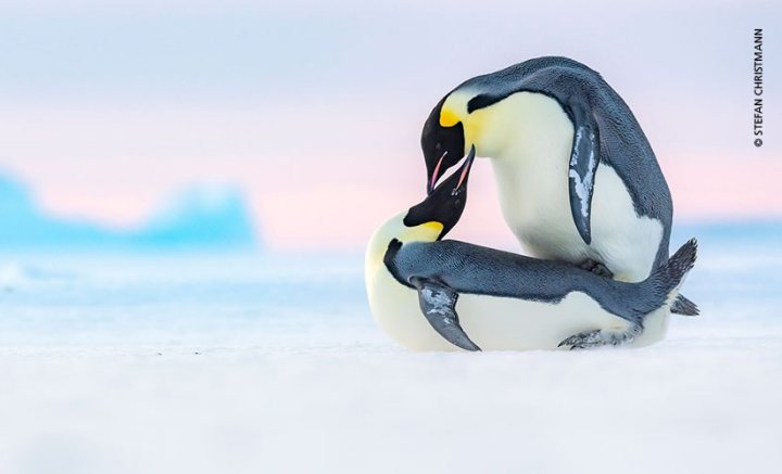 Wildlife Photographer of The Year Bard