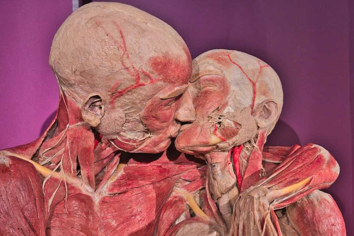 Nuova Real Bodies Experience Bologna