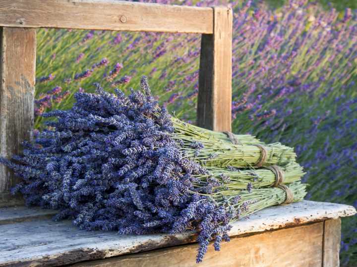 Festa della Lavanda Tuscania