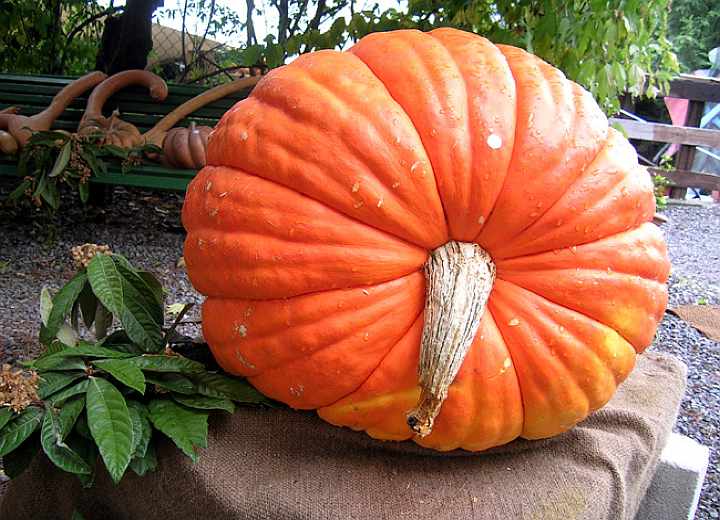 Mostra dall'A... alla Zucca Genova