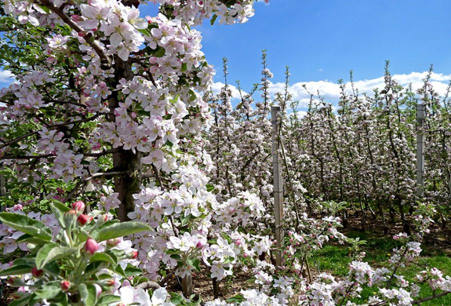 Fiorinda, la festa dei meli in fiore della Val di Non Mollaro