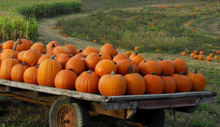 Sagra della Zucca Omegna