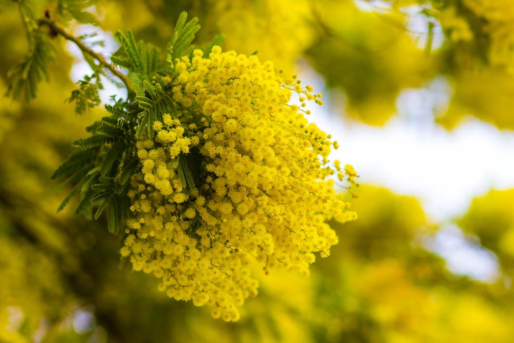 Sagra della Mimosa Pieve Ligure