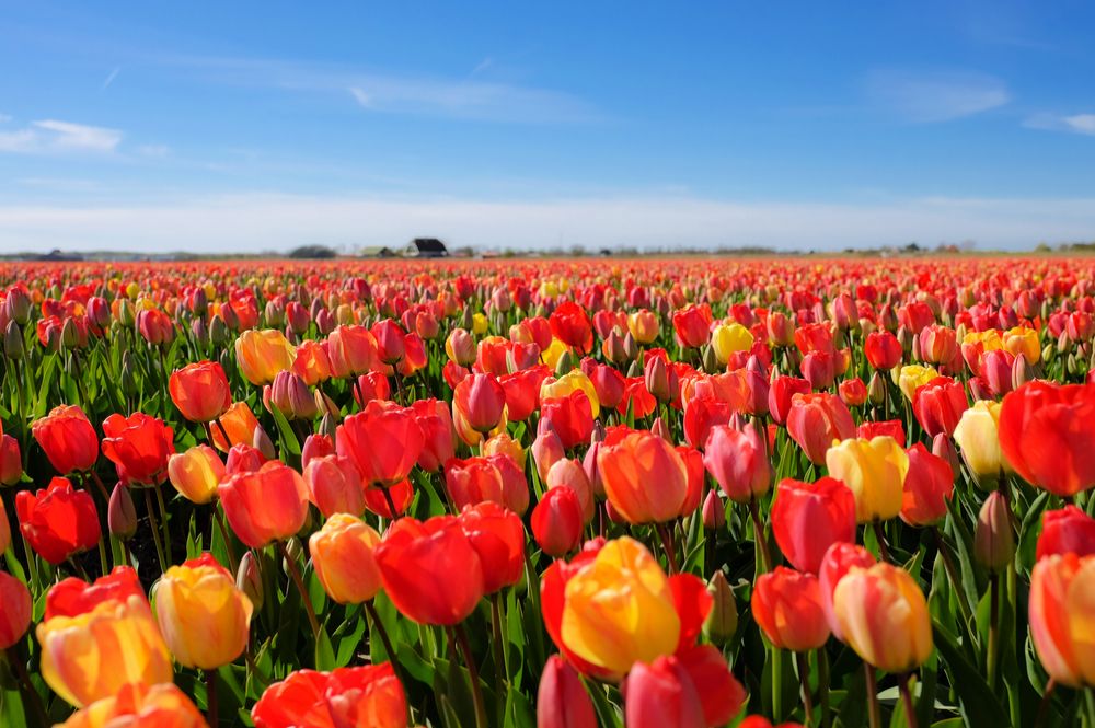 Tulipark Bologna