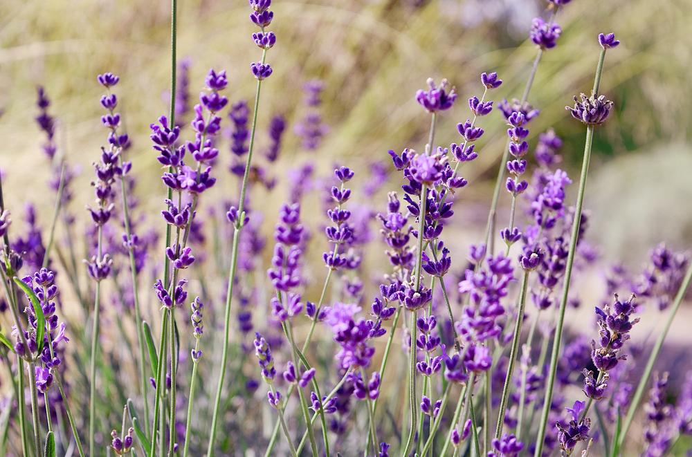 Festa della Lavanda Pornassio