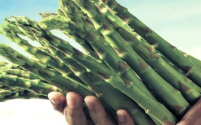 Asparagi_Cardito