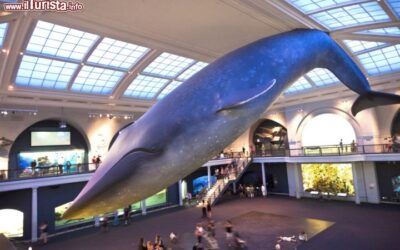 Balenottera_azzurra_Museo_Storia_Naturale_New_York_69129901