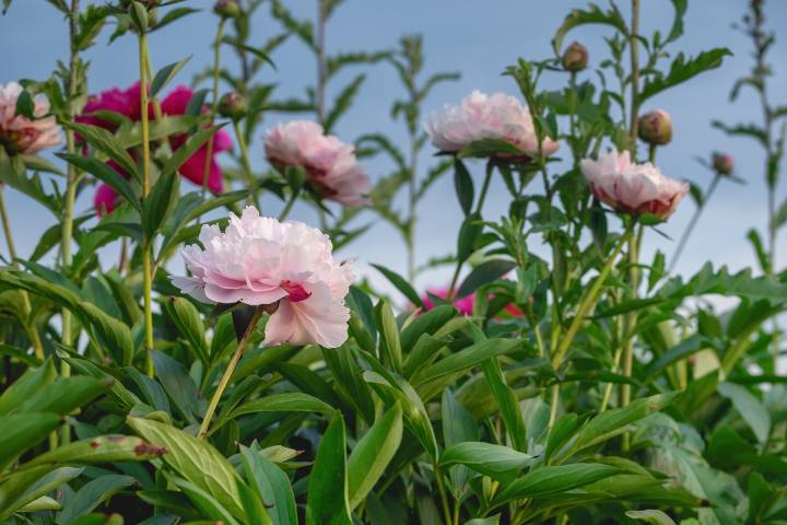 Borgo_Plantarum_flower_show