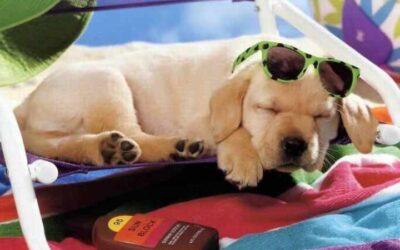 Cane_al_sole_dogalize