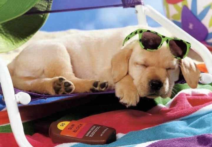 Viaggiare con il cane in estate: attenzione alla tosatura