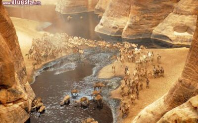 Ciad_dromedari_si_abbeverano_alle_Gole_Archei_Sahara