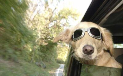 Dog-in-Car